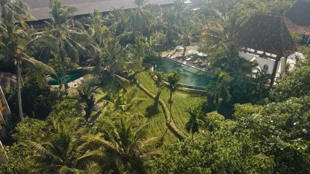 Aerial view of a small pool with sun loungers and white umbrellas beside a green rice field and palm trees.