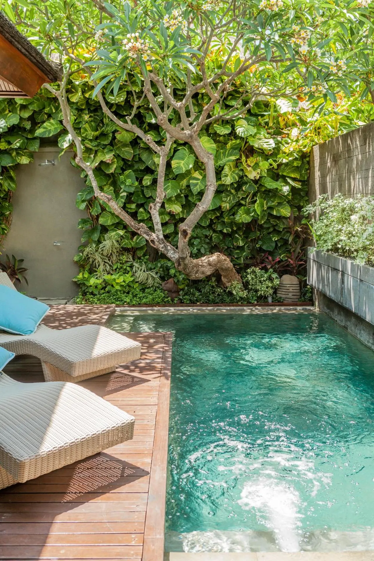 A small private pool sits beside a timber deck with two wicker sun loungers, backed by a frangipani tree and a dense green wall.