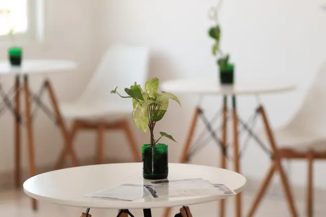 A small leafy plant in a green glass vase stands on a round white table with two menus, with more tables and white chairs blurred in the background.