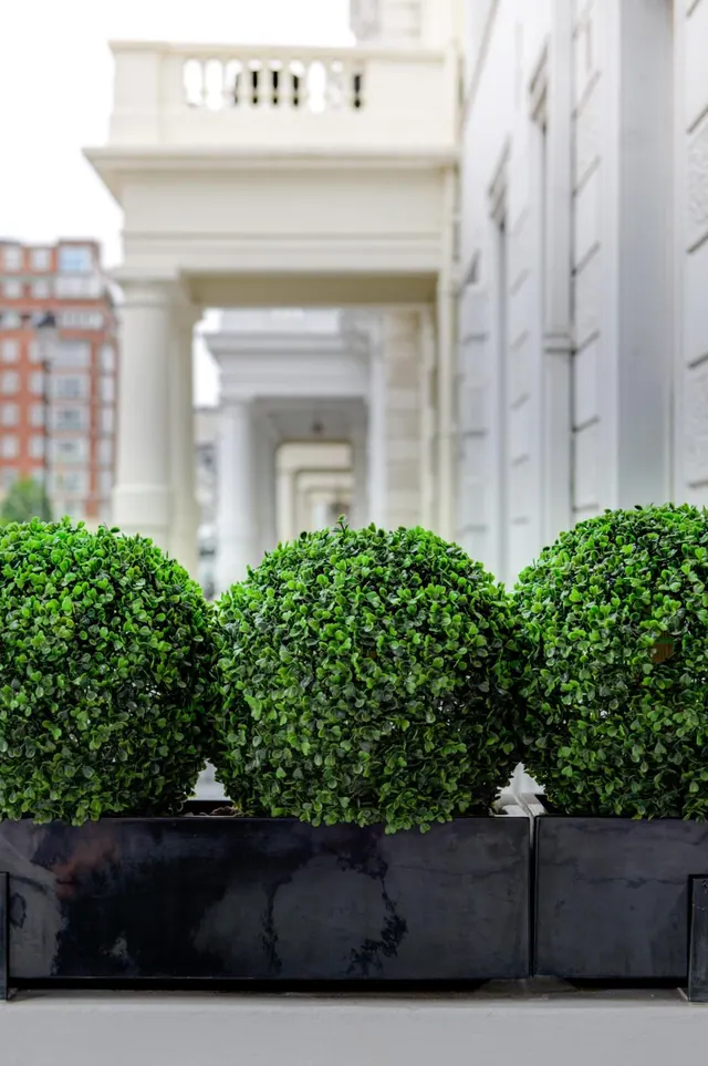 Clipped round topiary shrubs in dark planters stand in front of a white classical building with a colonnade.