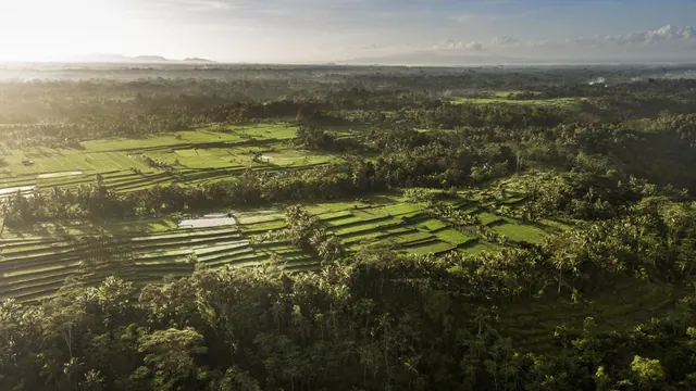 Aerial view of green rice terraces and dense tropical trees under a hazy sky, with distant hills on the horizon.
