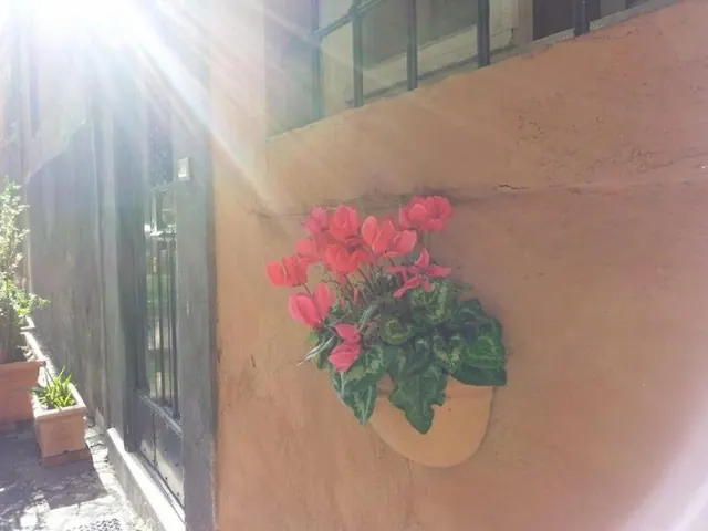A wall-mounted terracotta pot of pink cyclamen sits beside a barred window and a metal-grilled door, with potted plants on the left in strong sunlight.