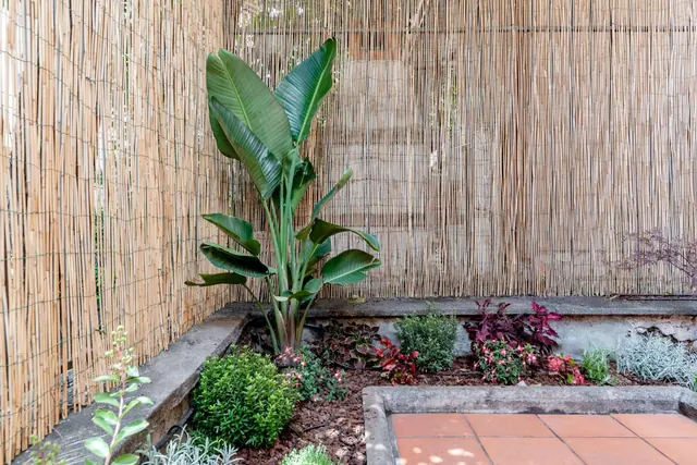 A garden corner with a tall bird of paradise plant, raised planting beds, a reed screen fence, and terracotta paving in the foreground.