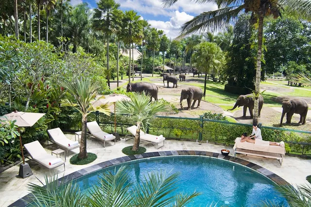 An outdoor pool area with sun loungers, parasols and a massage bed, with elephants in an enclosure beyond the fence and palm trees around.