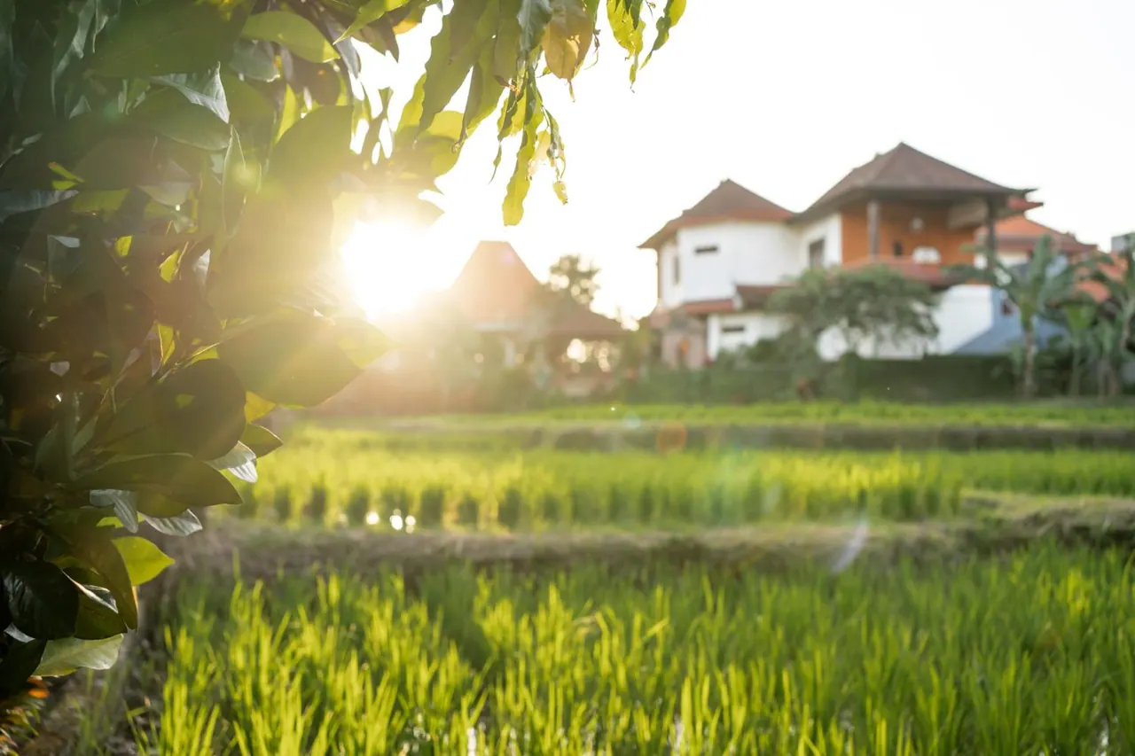 Green rice paddies in the foreground lead to a white and orange villa with tiled roofs, with the low sun shining through leaves at the left.