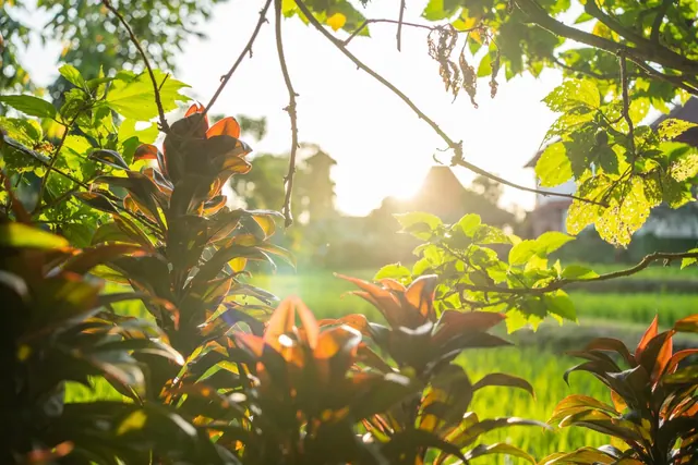 Low sunlight shines through tree branches and tropical plants, with a green rice field and a building roof visible in the background.