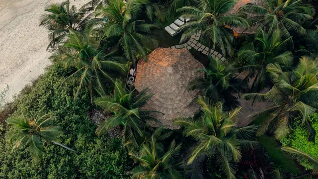 An aerial view shows a tropical beachfront property surrounded by coconut palms, thatched roofs, pathways and loungers.