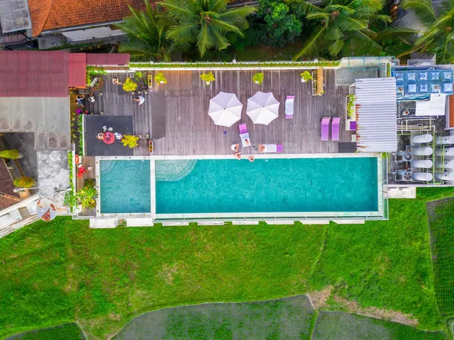 Aerial view of a long swimming pool beside a wooden deck with white parasol umbrellas and lounge chairs, surrounded by green rice fields and palm trees.