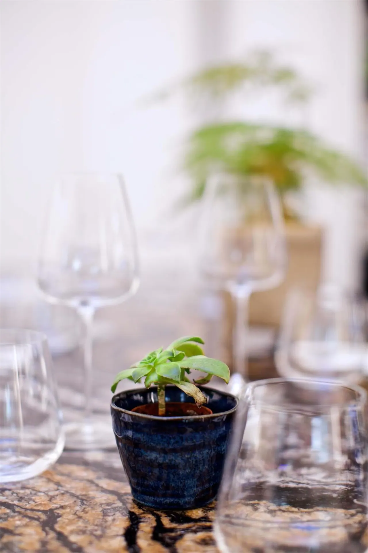 A dining table setting with empty wine glasses, a small succulent in a dark blue pot on a speckled stone surface, and a blurred green plant in the background.